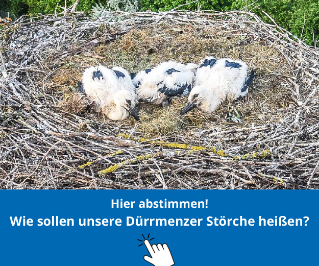 Storch-Rec